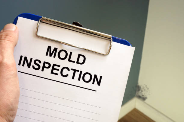 Best Commercial Mold Inspection  in Thorp, WI